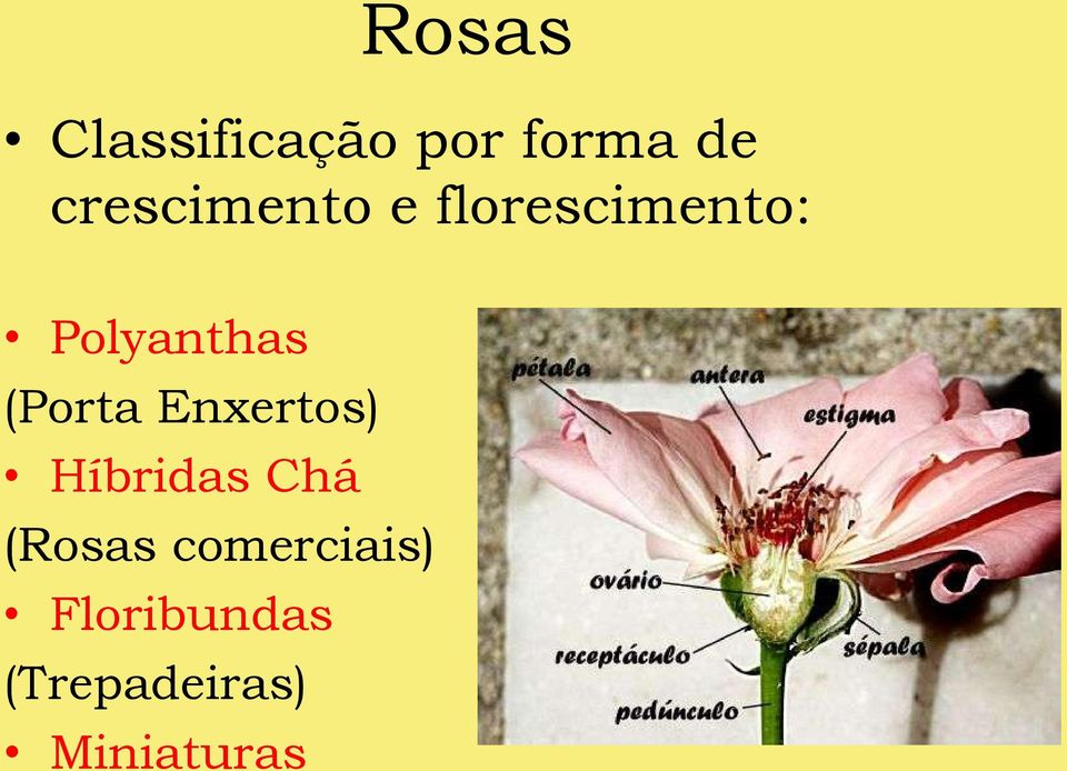 (Porta Enxertos) Híbridas Chá (Rosas