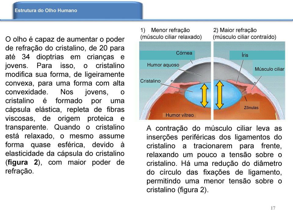 Nos jovens, o cristalino é formado por uma cápsula elástica, repleta de fibras viscosas, de origem proteica e transparente.