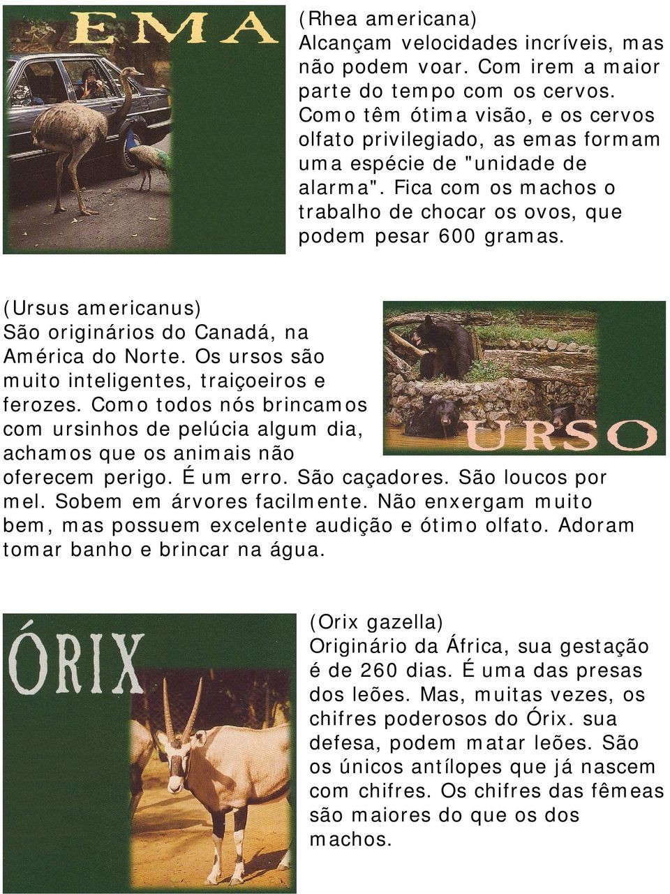 (Ursus americanus) São originários do Canadá, na América do Norte. Os ursos são muito inteligentes, traiçoeiros e ferozes.