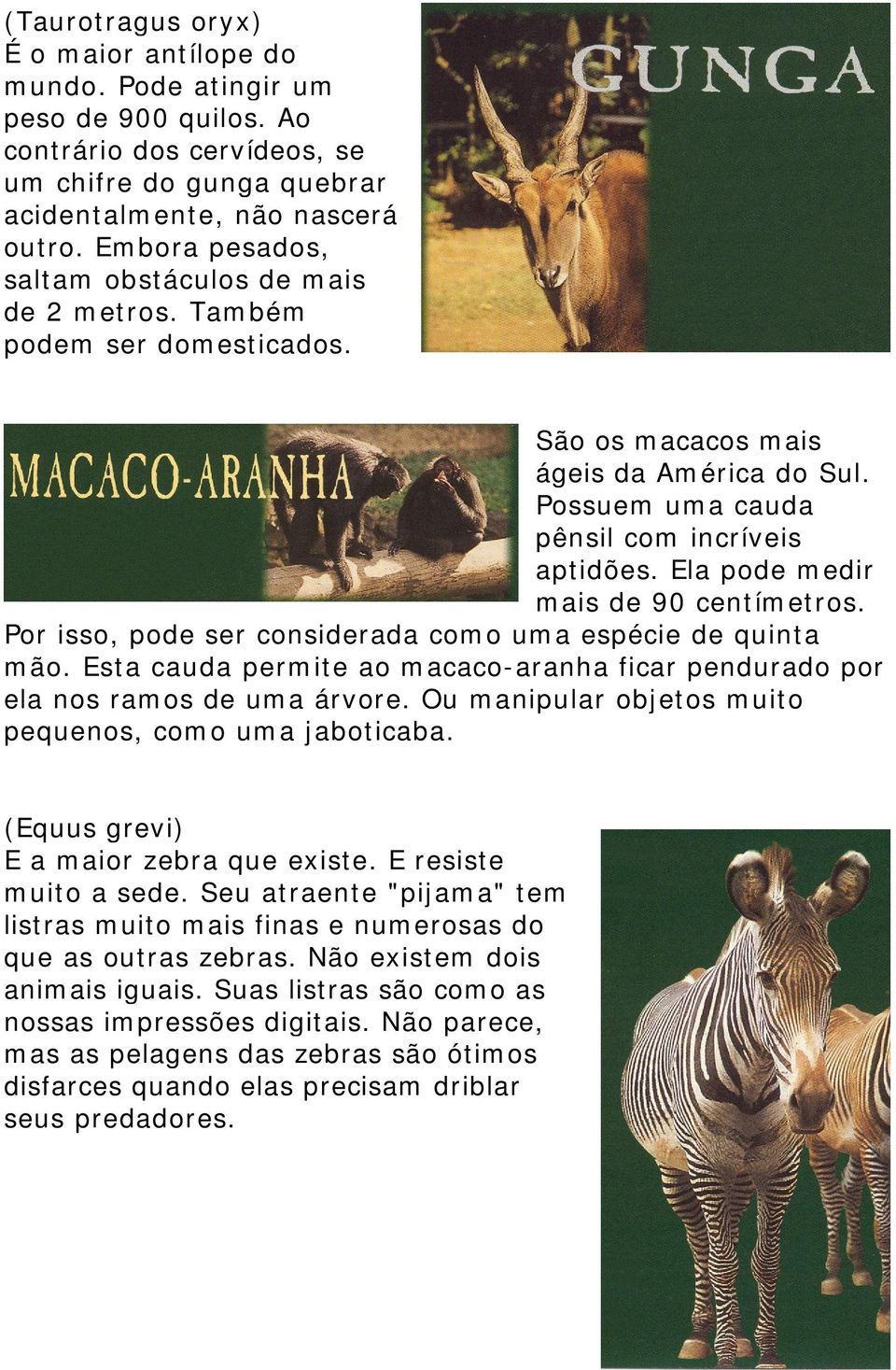 Ela pode medir mais de 90 centímetros. Por isso, pode ser considerada como uma espécie de quinta mão. Esta cauda permite ao macaco-aranha ficar pendurado por ela nos ramos de uma árvore.