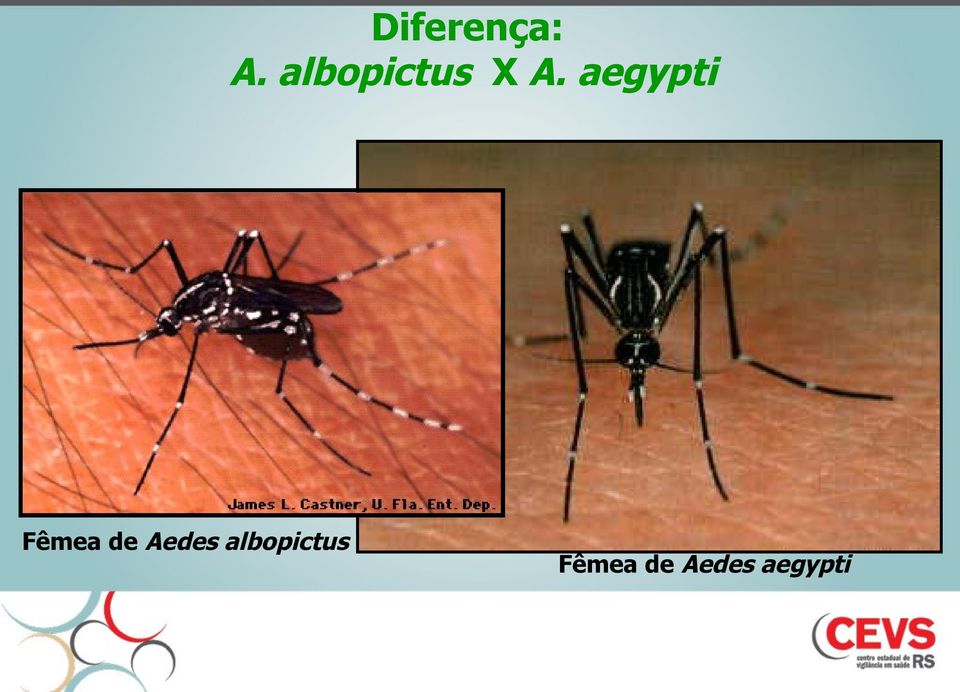 aegypti de albopictus Aedes