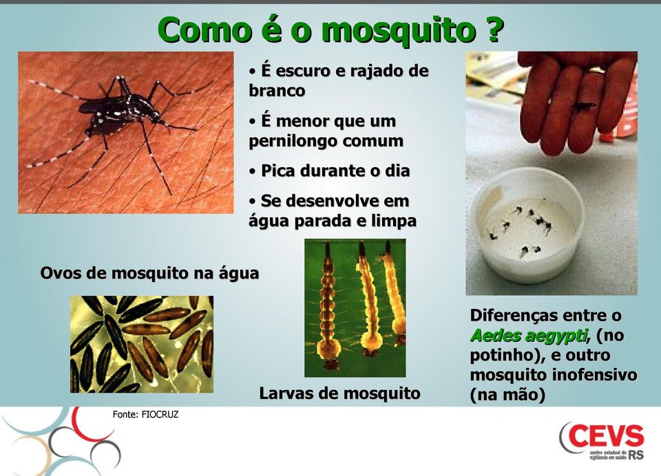 durante o dia Se desenvolve em água parada e limpa Ovos de mosquito