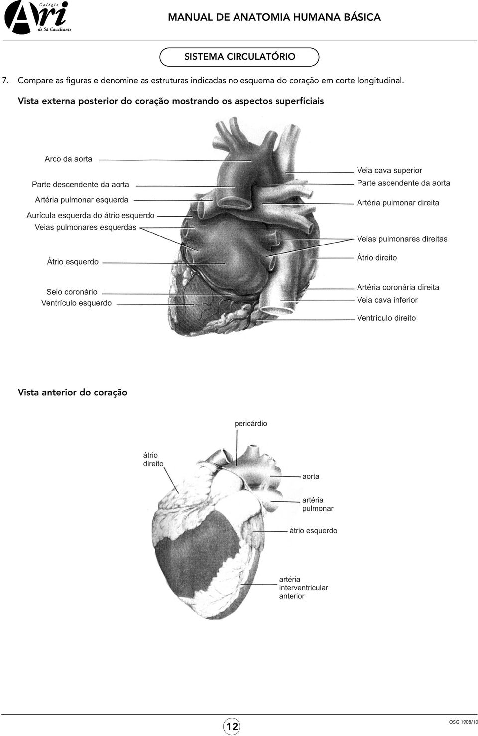 no esquema do coração em corte longitudinal.