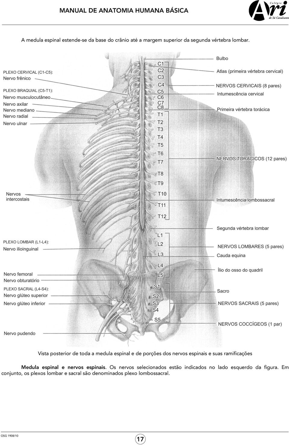 Vista posterior de toda a medula espinal e de porções dos nervos espinais e suas