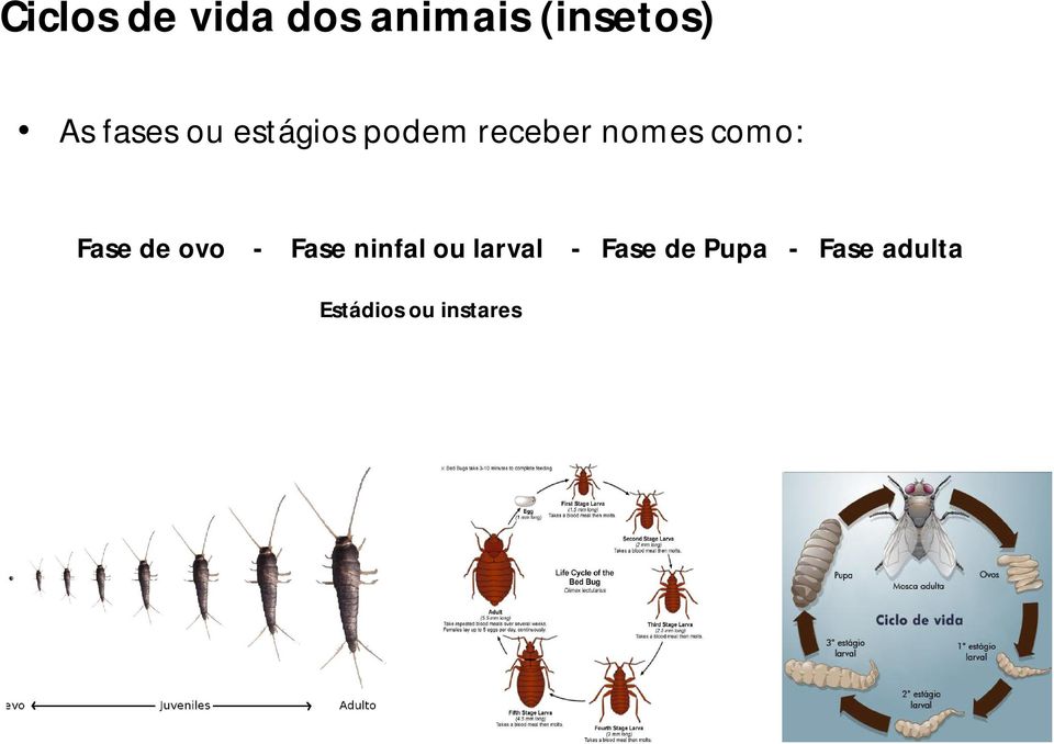 como: Fase de ovo - Fase ninfal ou larval