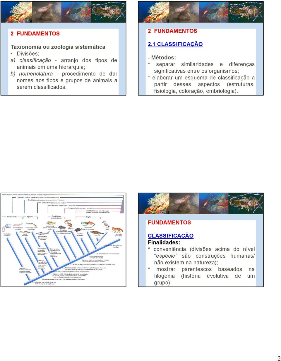 1 CLASSIFICAÇÃO - Métodos: * separar similaridades e diferenças significativas entre os organismos; * elaborar um esquema de classificação a partir desses aspectos