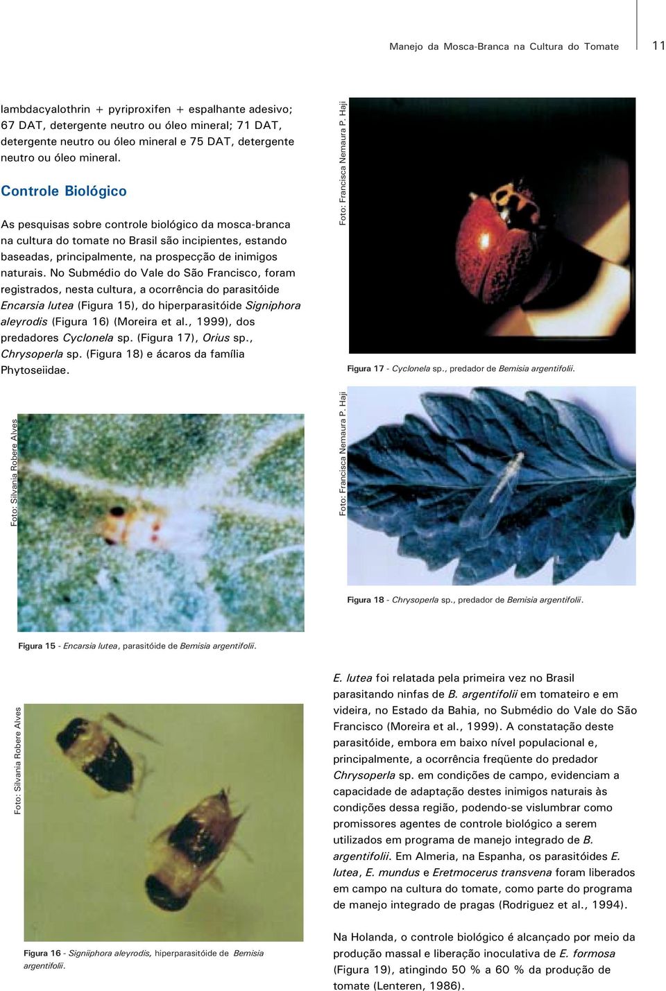 Controle Biológico As pesquisas sobre controle biológico da mosca-branca na cultura do tomate no Brasil são incipientes, estando baseadas, principalmente, na prospecção de inimigos naturais.