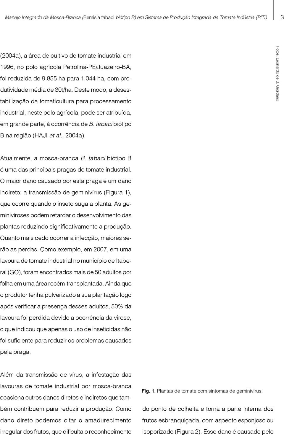 Deste modo, a desestabilização da tomaticultura para processamento industrial, neste polo agrícola, pode ser atribuída, em grande parte, à ocorrência de B. tabaci biótipo B na região (HAJI et al.