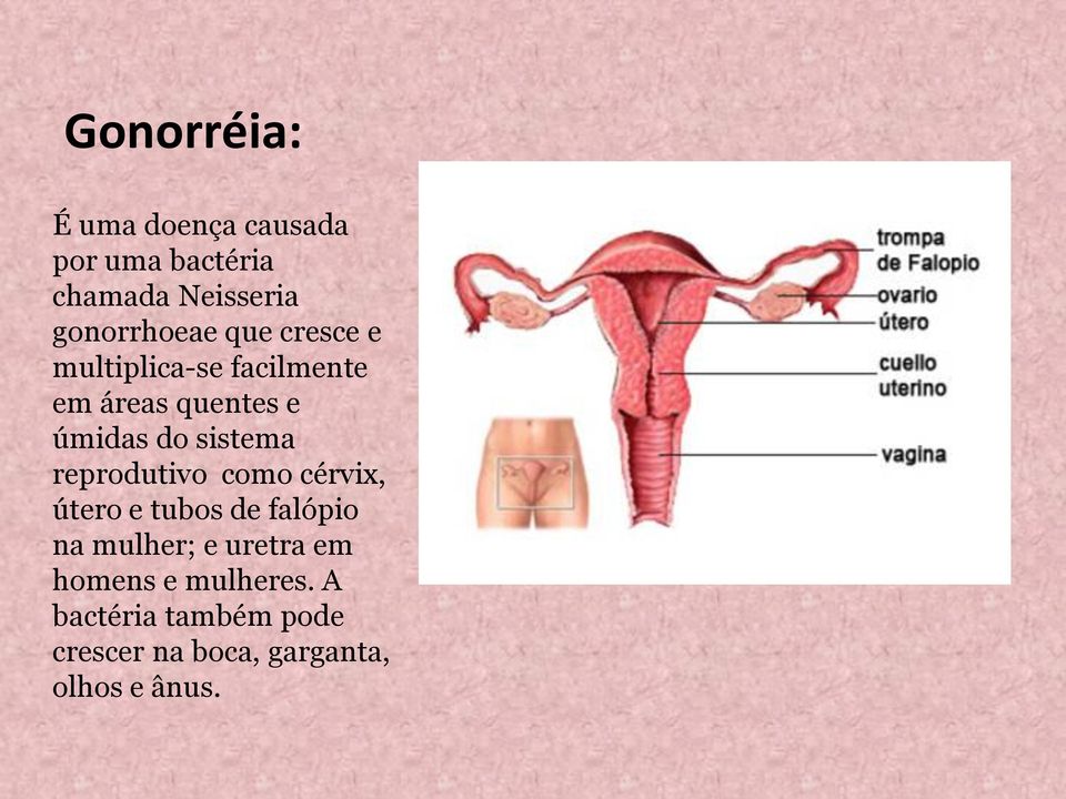 do sistema reprodutivo como cérvix, útero e tubos de falópio na mulher; e