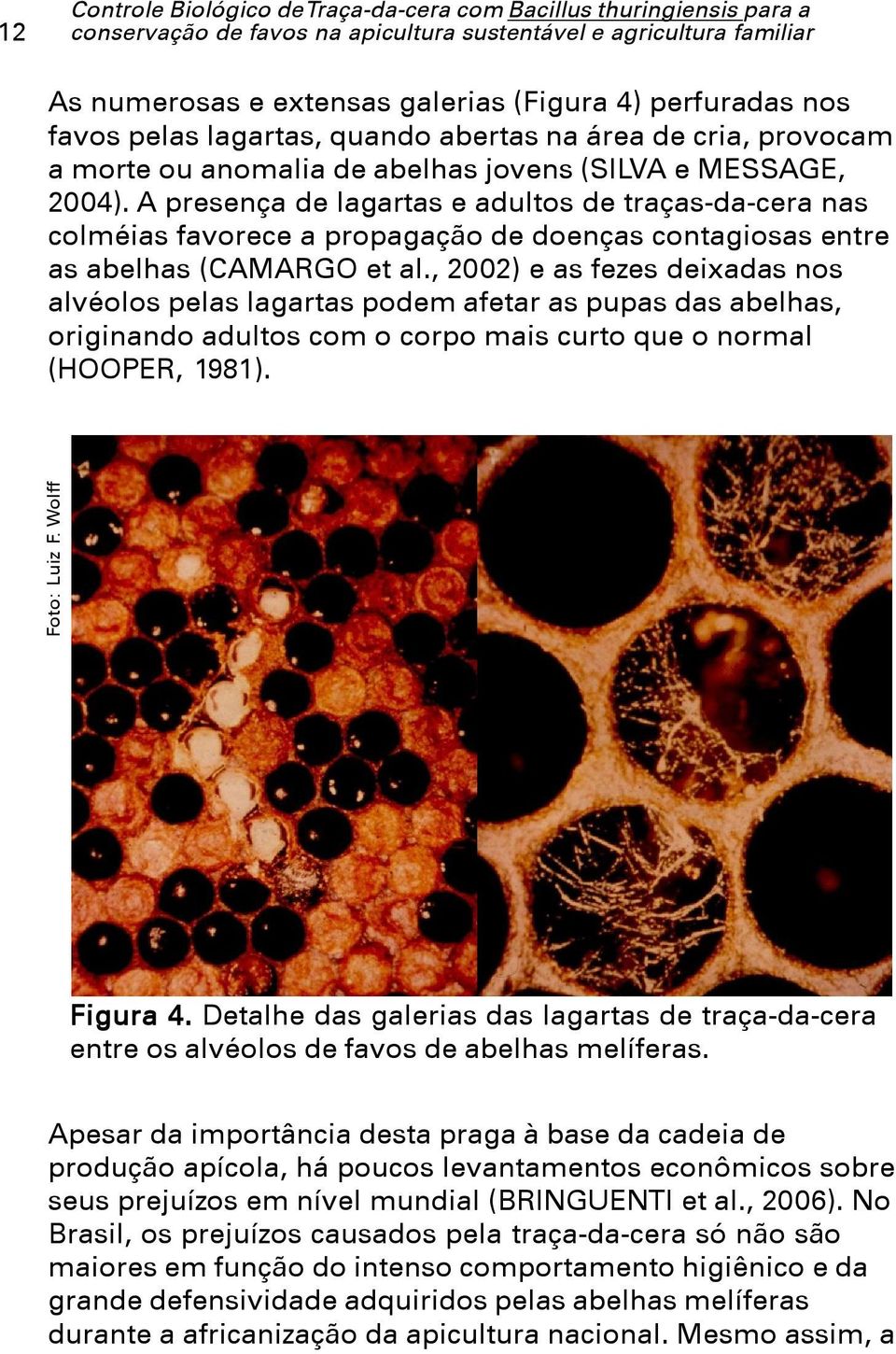 A presença de lagartas e adultos de traças-da-cera nas colméias favorece a propagação de doenças contagiosas entre as abelhas (CAMARGO et al.