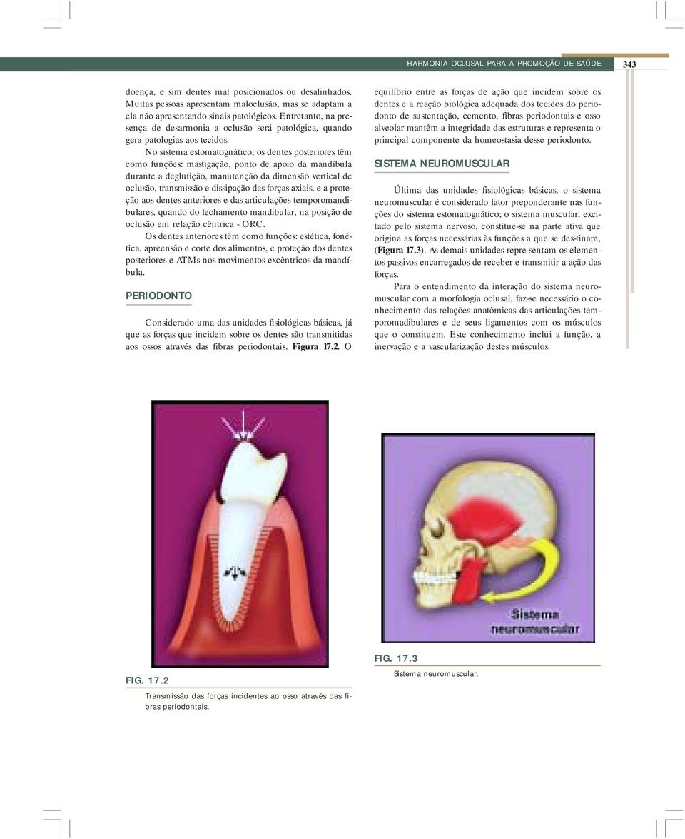 No sistema estomatognático, os dentes posteriores têm como funções: mastigação, ponto de apoio da mandíbula durante a deglutição, manutenção da dimensão vertical de oclusão, transmissão e dissipação