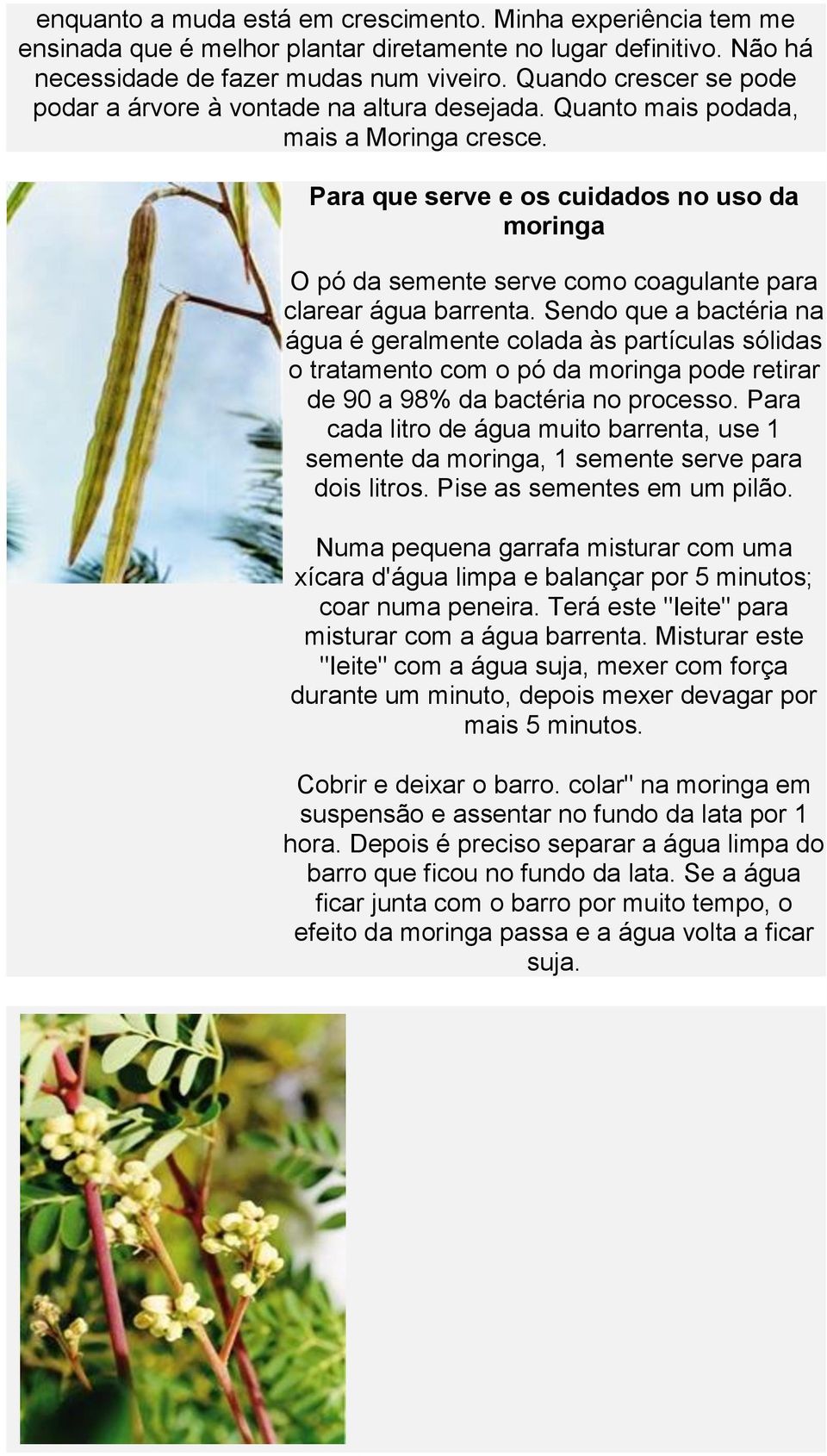 Para que serve e os cuidados no uso da moringa O pó da semente serve como coagulante para clarear água barrenta.