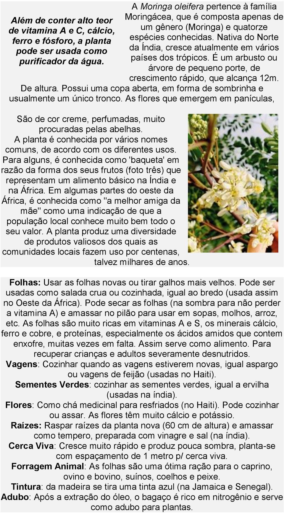 É um arbusto ou árvore de pequeno porte, de crescimento rápido, que alcança 12m. De altura. Possui uma copa aberta, em forma de sombrinha e usualmente um único tronco.