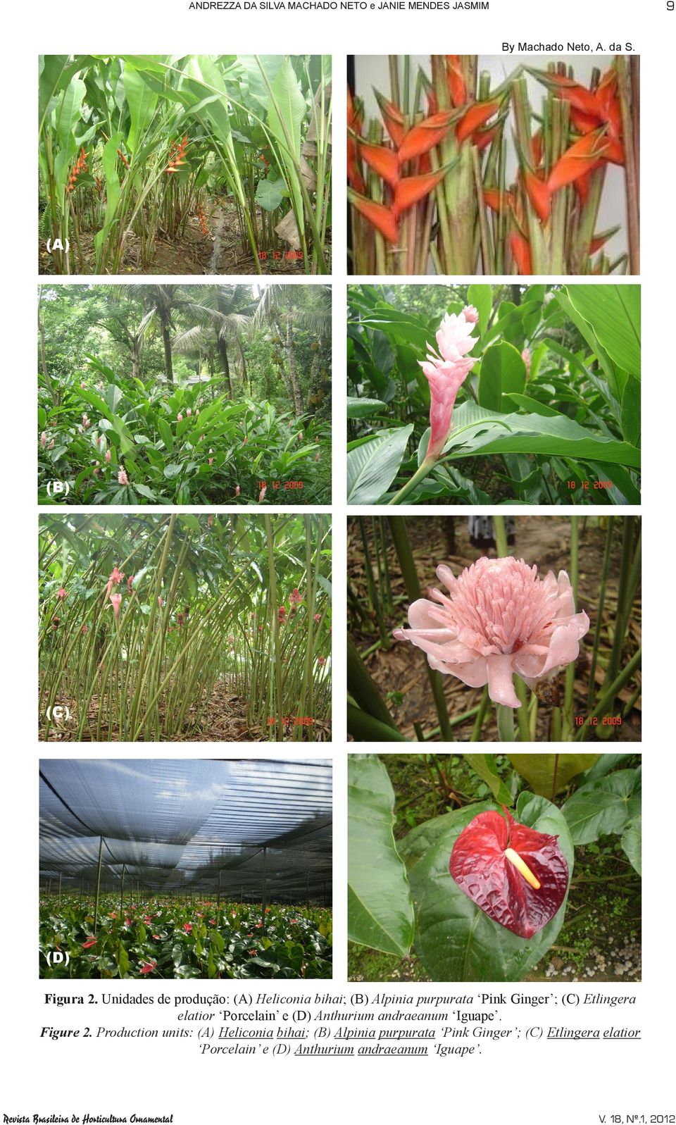 Anthurium andraeanum Iguape. Figure 2.