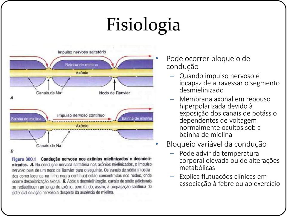 dependentes de voltagem normalmente ocultos sob a bainha de mielina Bloqueio variável da condução Pode advir