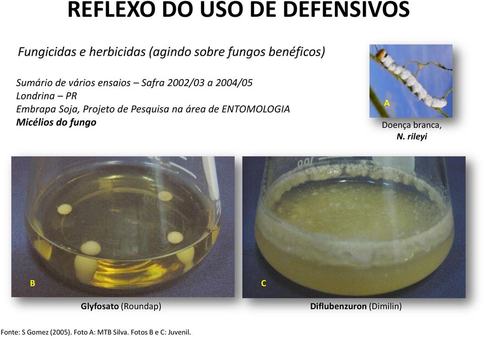 Pesquisa na área de ENTOMOLOGIA Micélios do fungo A Doença branca, N.