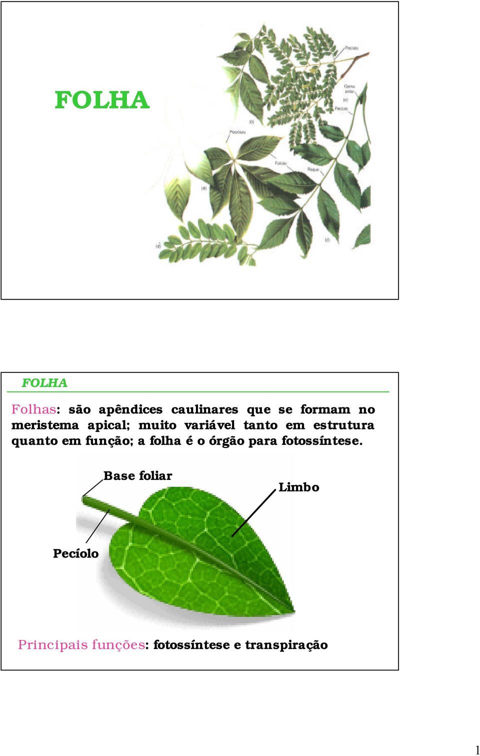 quanto em função; a folha é o órgão para fotossíntese.