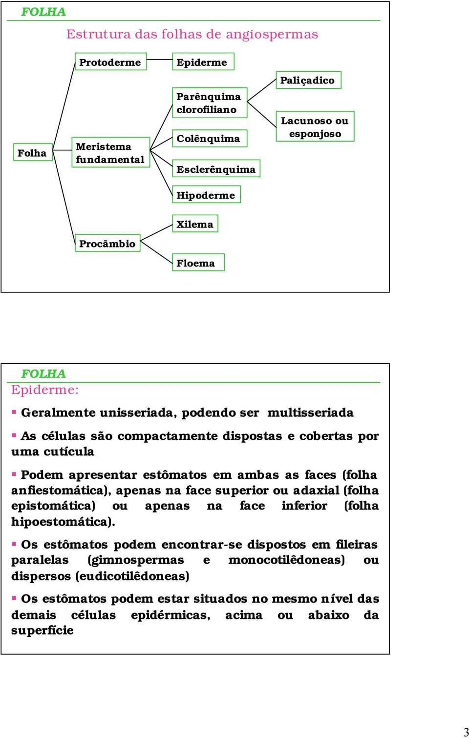 anfiestomática), apenas na face superior ou adaxial (folha epistomática) ou apenas na face inferior (folha hipoestomática).