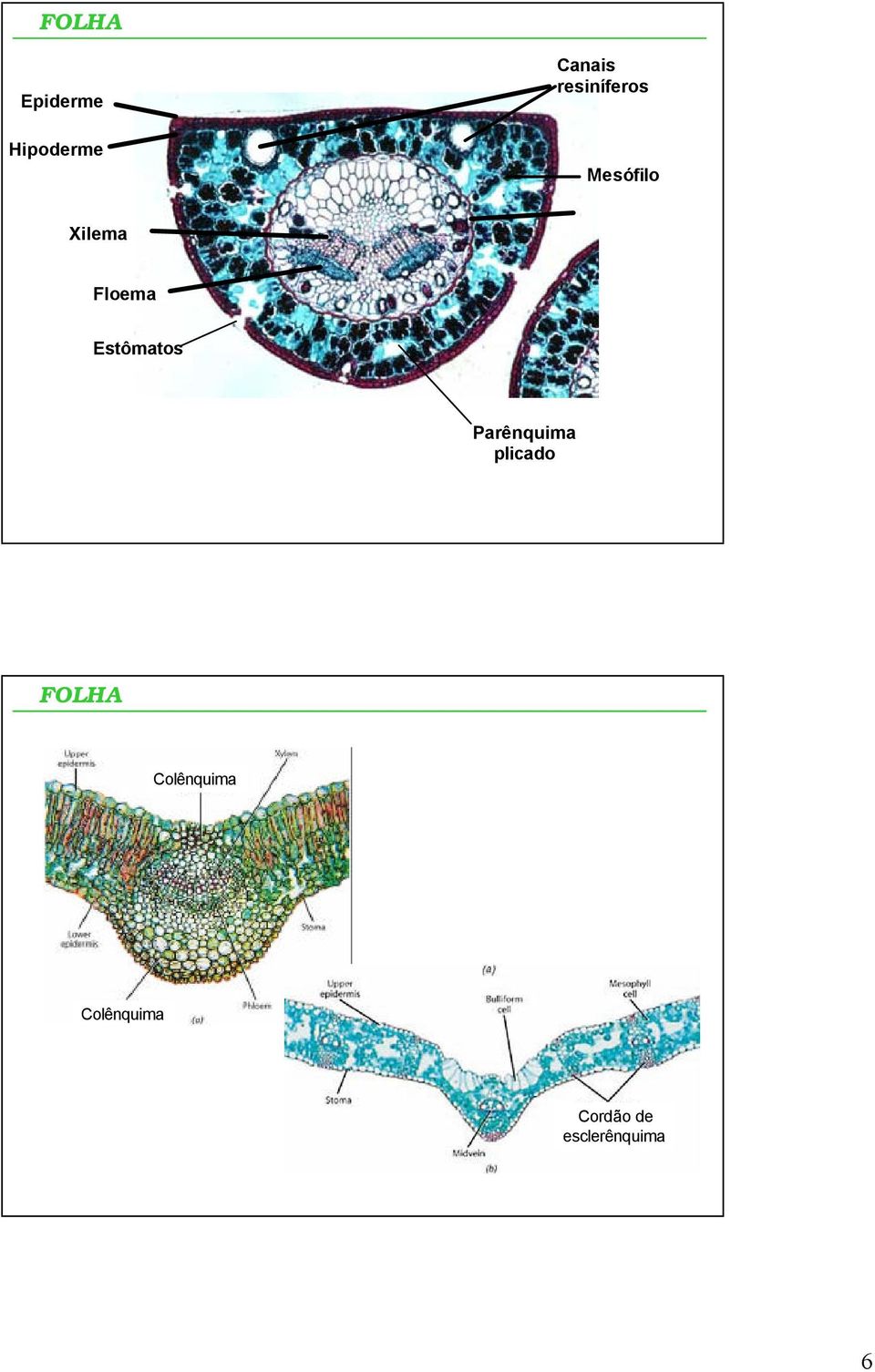Estômatos plicado Colênquima