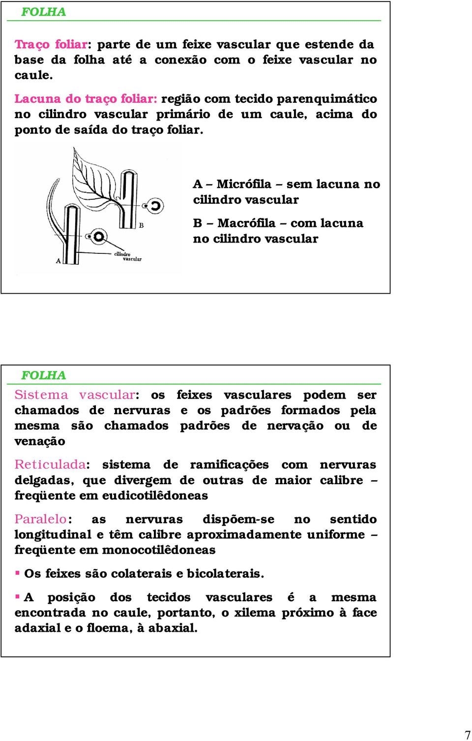 A Micrófila sem lacuna no cilindro vascular B Macrófila com lacuna no cilindro vascular Sistema vascular: os feixes vasculares podem ser chamados de nervuras e os padrões formados pela mesma são