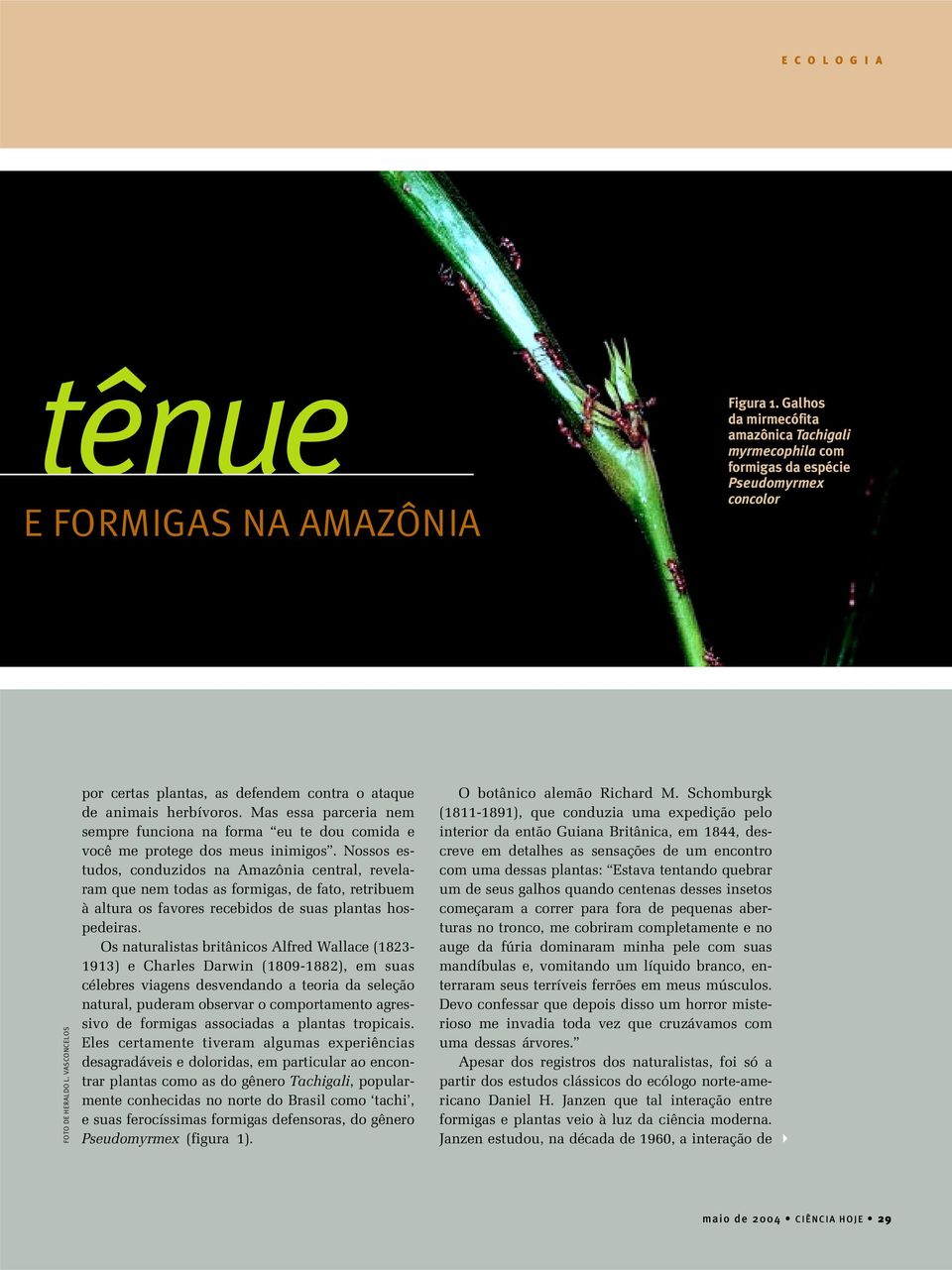 Nossos estudos, conduzidos na Amazônia central, revelaram que nem todas as formigas, de fato, retribuem à altura os favores recebidos de suas plantas hospedeiras.