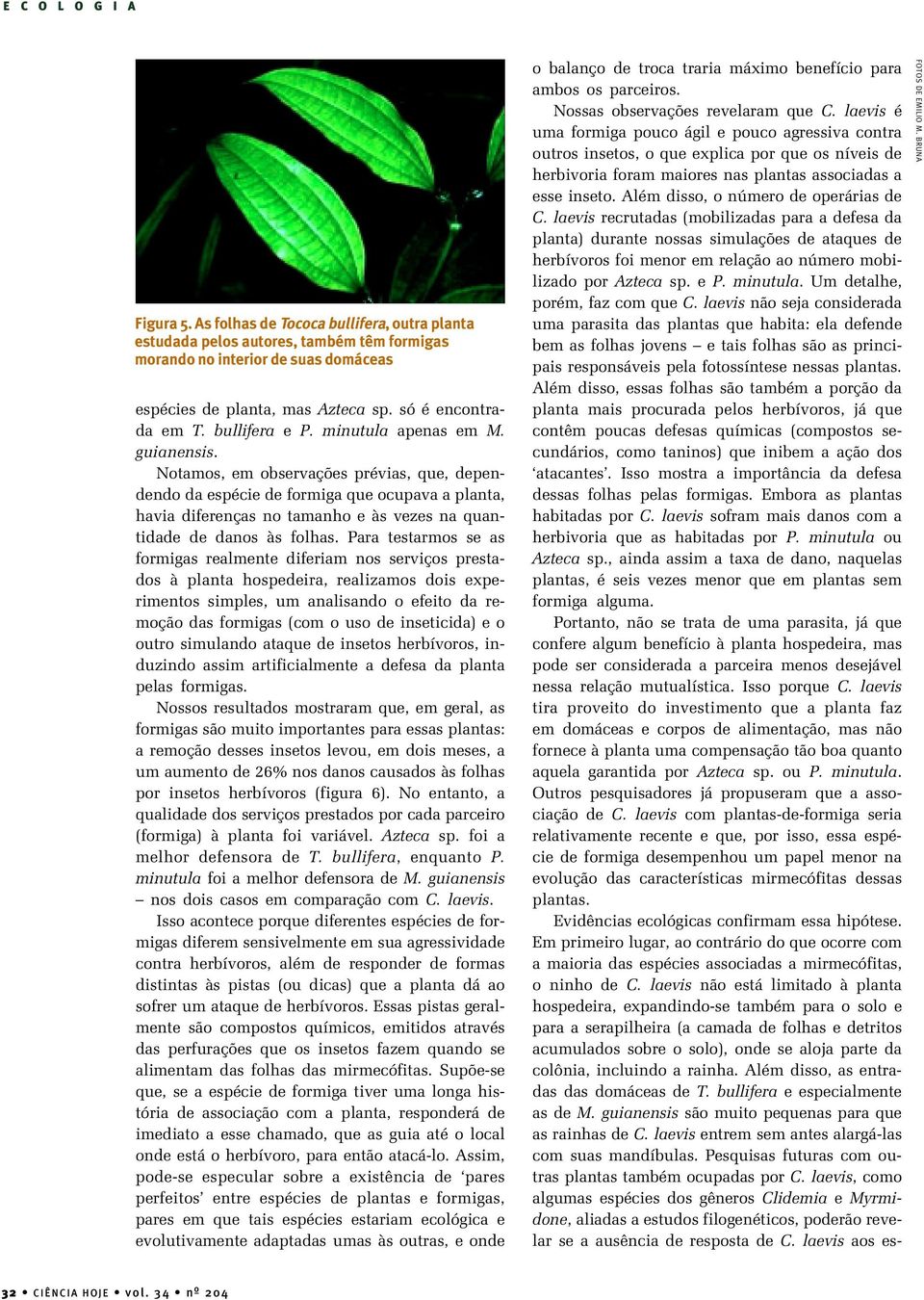 Notamos, em observações prévias, que, dependendo da espécie de formiga que ocupava a planta, havia diferenças no tamanho e às vezes na quantidade de danos às folhas.