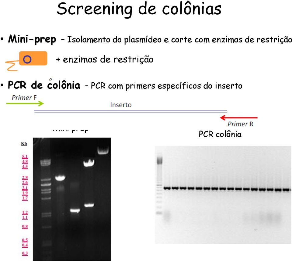enzimas de restrição PCR de colônia PCR com