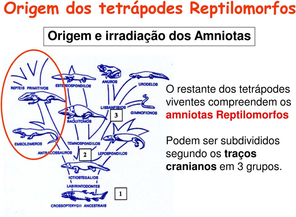 viventes compreendem os amniotas Reptilomorfos