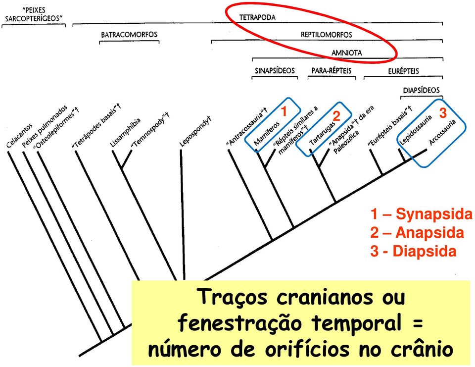 cranianos ou fenestração