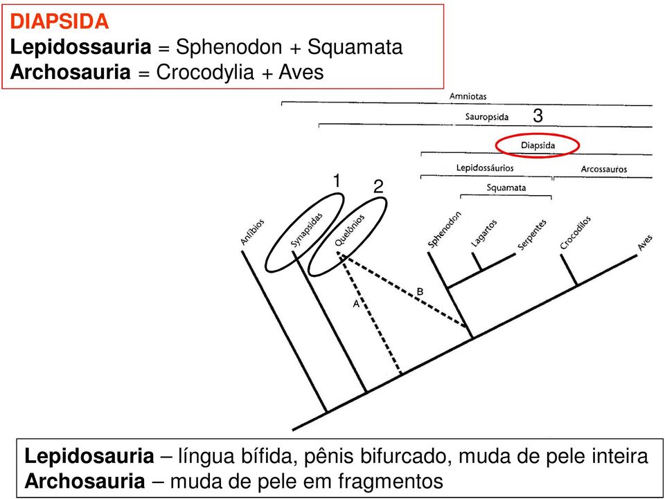 Lepidosauria língua bífida, pênis bifurcado,