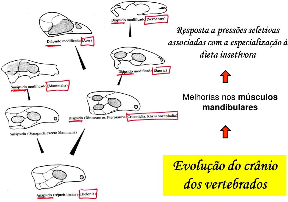 dieta insetívora Melhorias nos