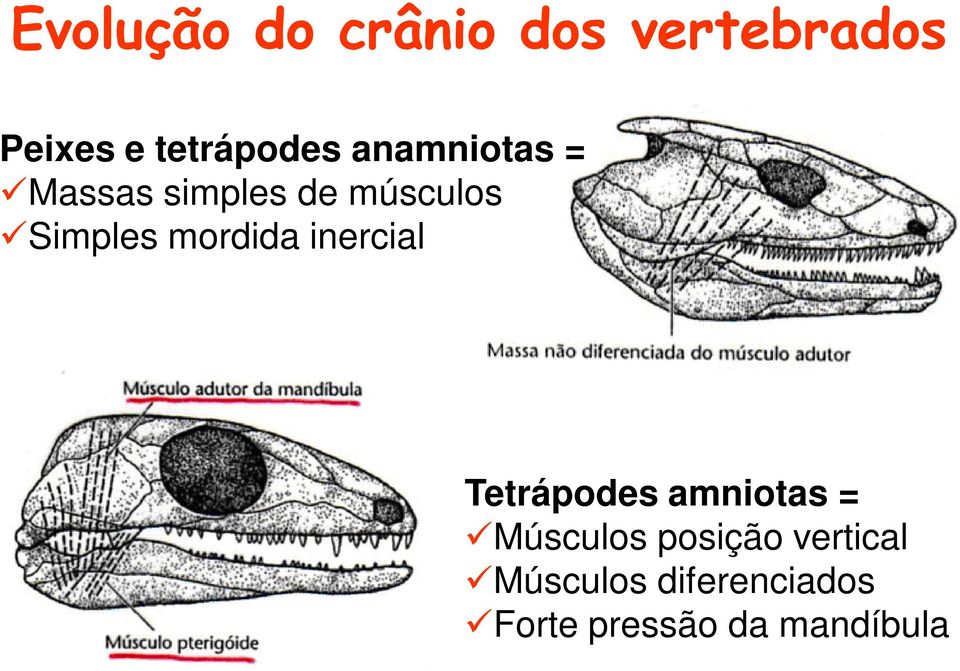 mordida inercial Tetrápodes amniotas = Músculos