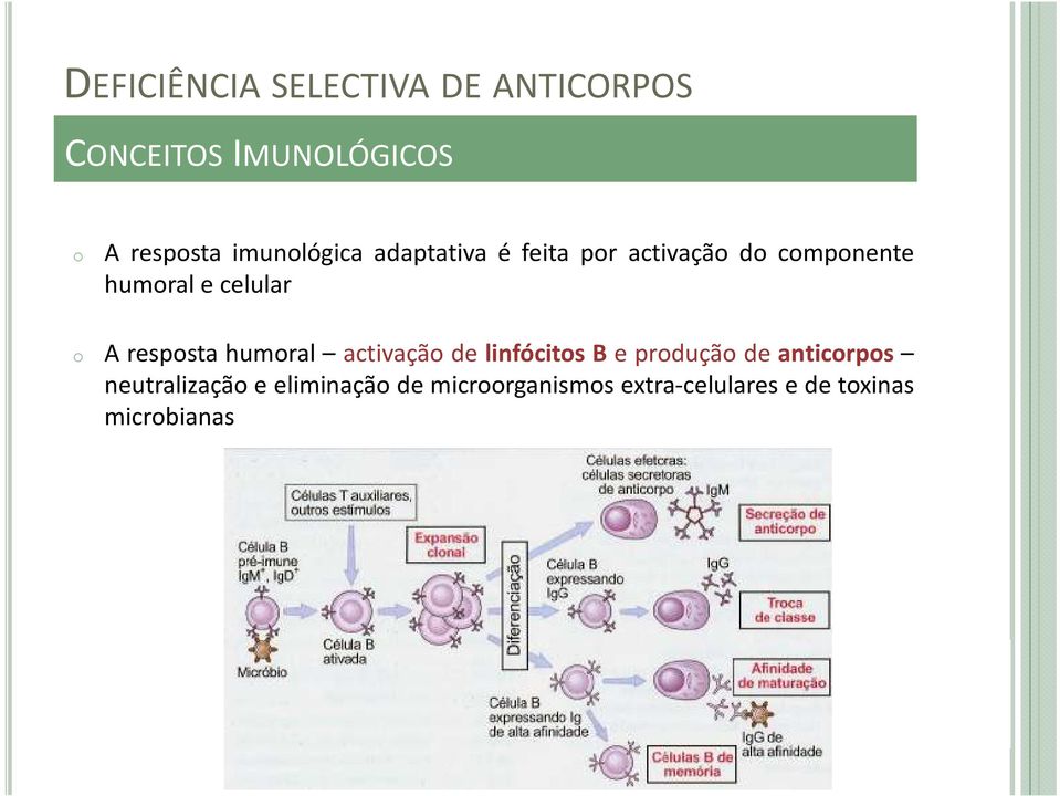 activação de linfócitos B e produção de anticorpos neutralização e