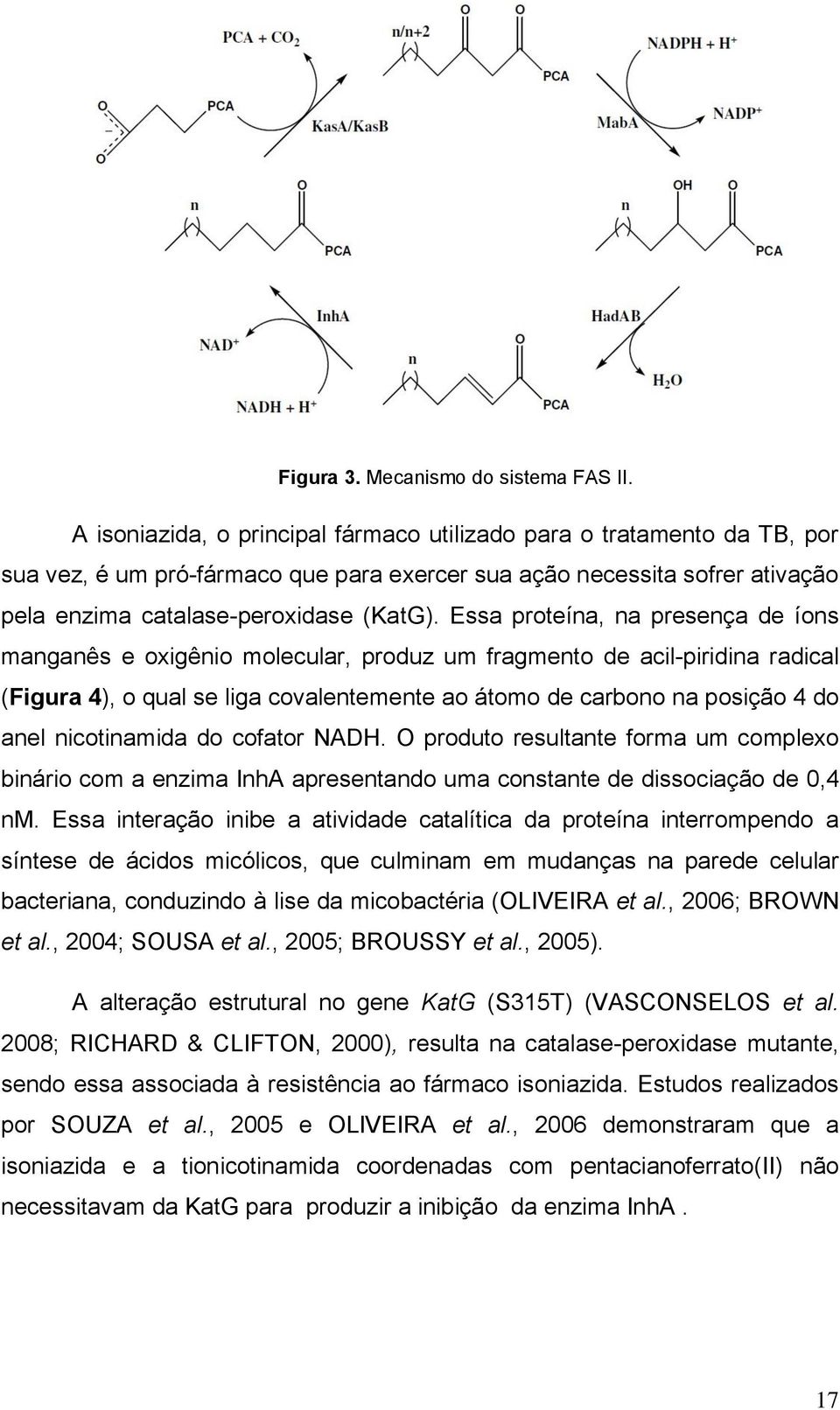 Essa proteína, na presença de íons manganês e oxigênio molecular, produz um fragmento de acil-piridina radical (Figura 4), o qual se liga covalentemente ao átomo de carbono na posição 4 do anel