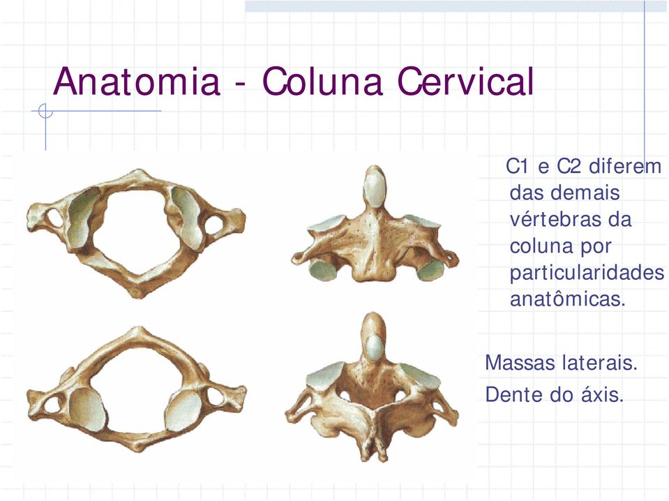 coluna por particularidades