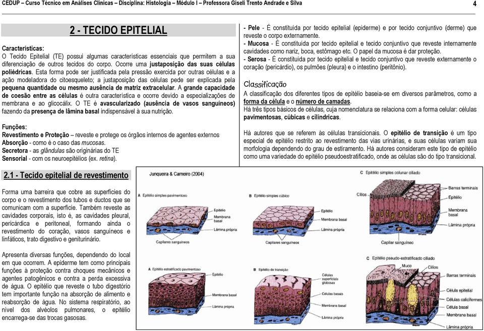 Esta forma pode ser justificada pela pressão exercida por outras células e a ação modeladora do citoesqueleto; a justaposição das células pede ser explicada pela pequena quantidade ou mesmo ausência