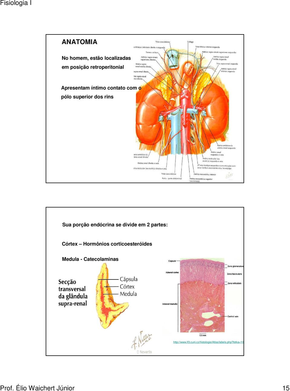 2 partes: Córtex Hormônios corticoesteróides Medula - Catecolaminas