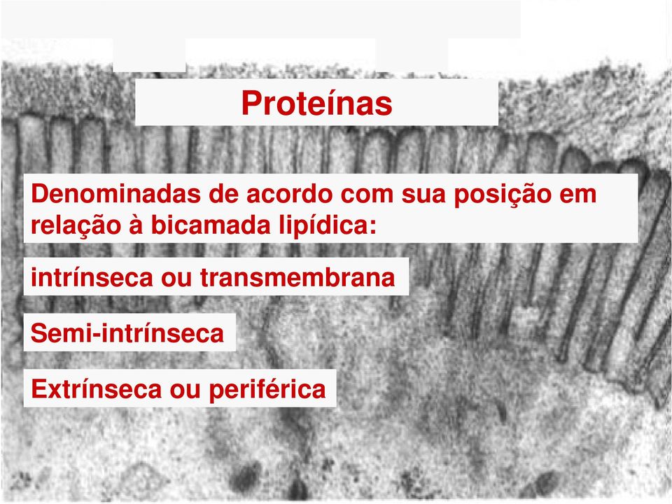 lipídica: intrínseca ou