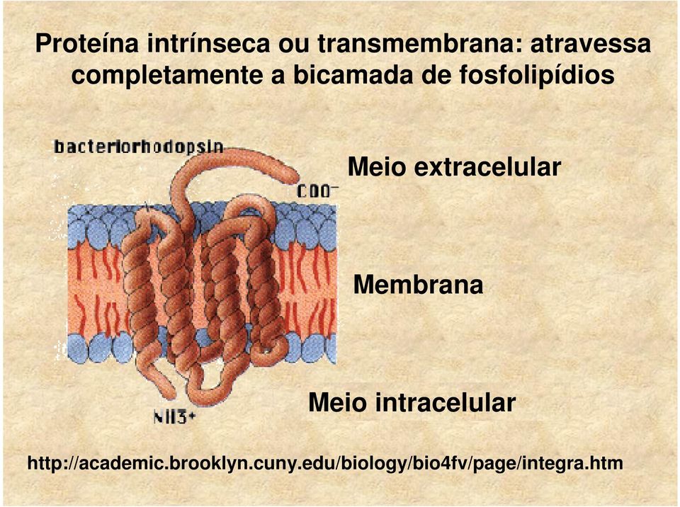 extracelular Membrana Meio intracelular