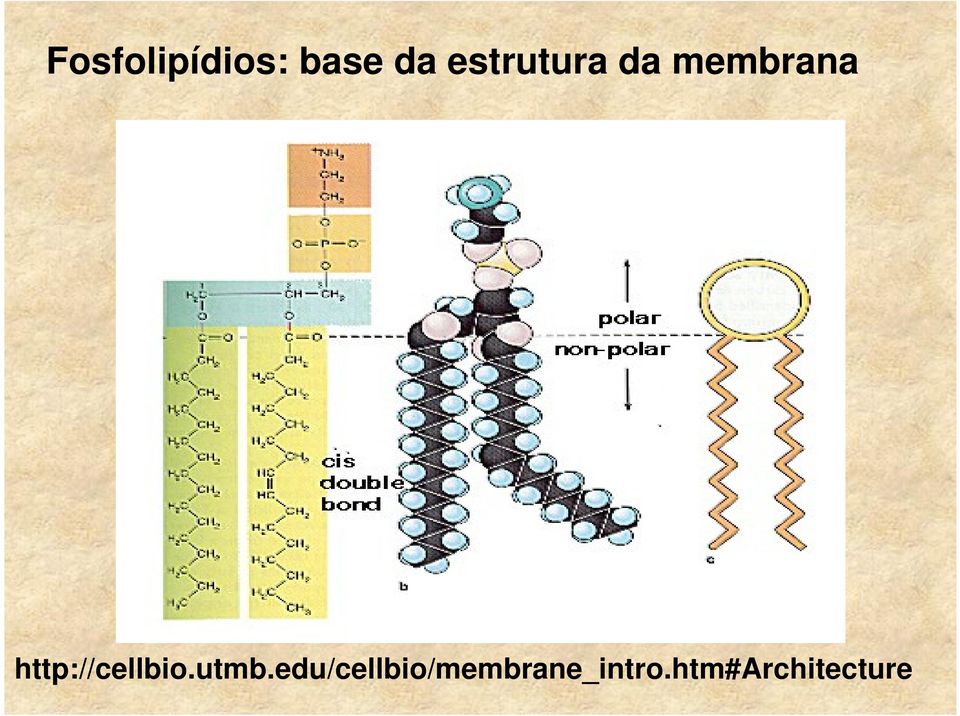 http://cellbio.utmb.