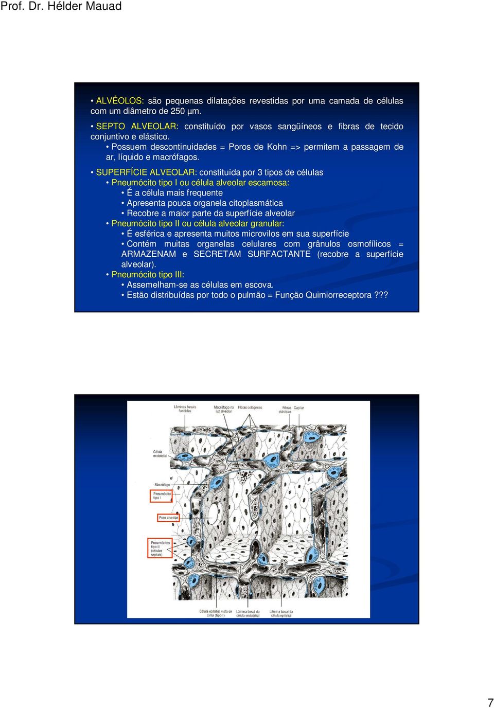 SUPERFÍCIE ALVEOLAR: constituída por 3 tipos de células Pneumócito tipo I ou célula alveolar escamosa: É a célula mais frequente Apresenta pouca organela citoplasmática Recobre a maior parte da