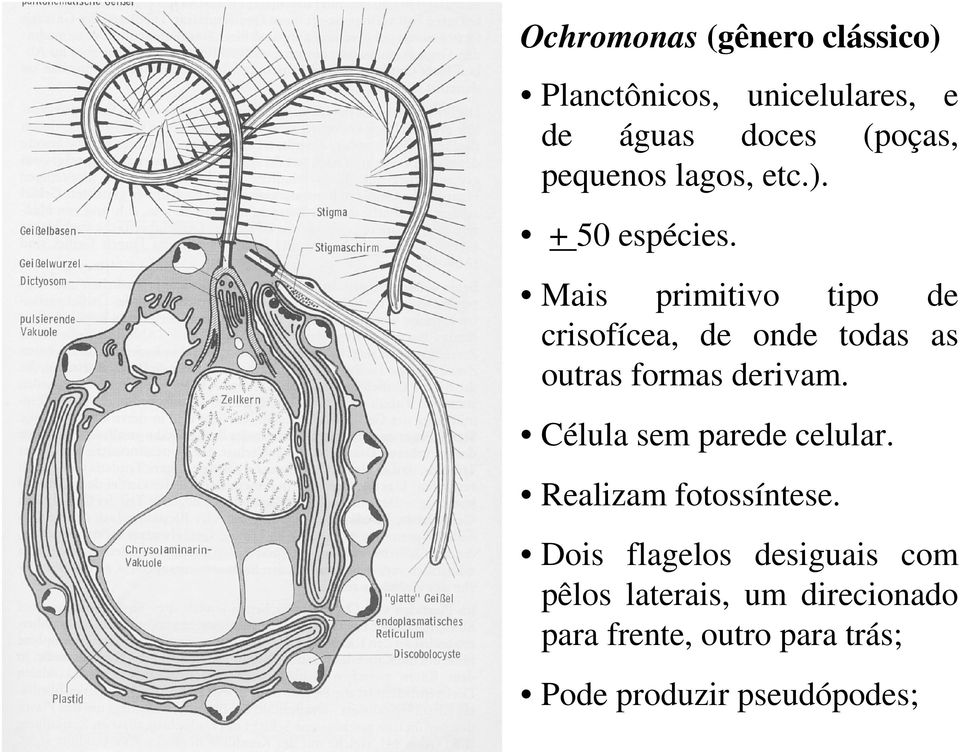 Mais primitivo tipo de crisofícea, de onde todas as outras formas derivam.