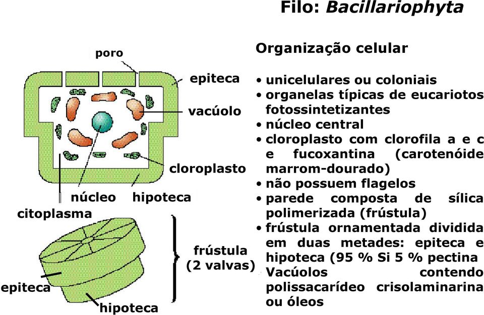 cloroplasto marrom-dourado) não possuem flagelos hipoteca parede composta de sílica polimerizada (frústula) frústula ornamentada