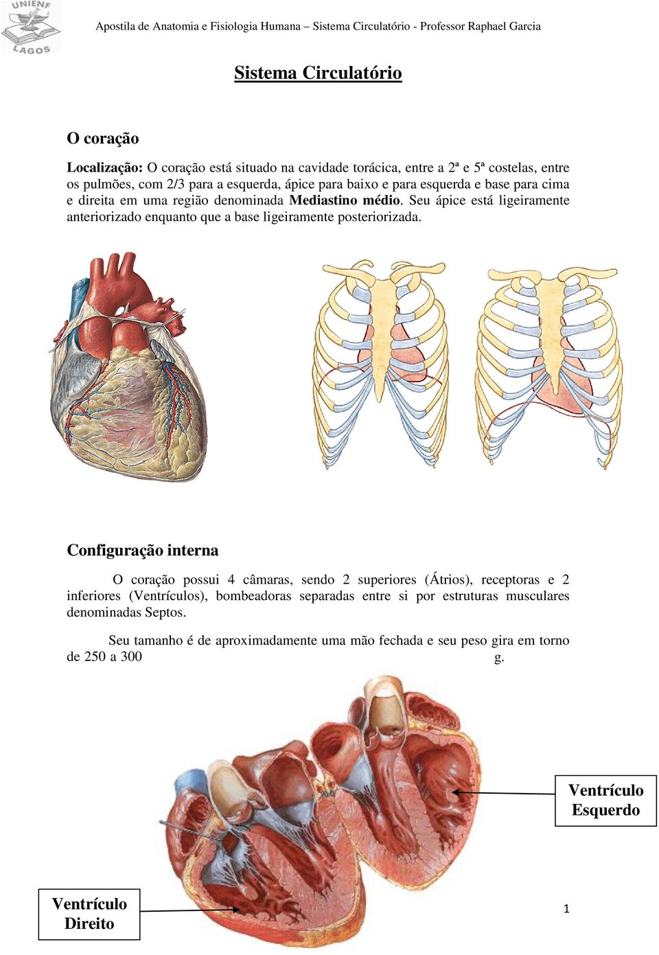 Seu ápice está ligeiramente anteriorizado enquanto que a base ligeiramente posteriorizada.