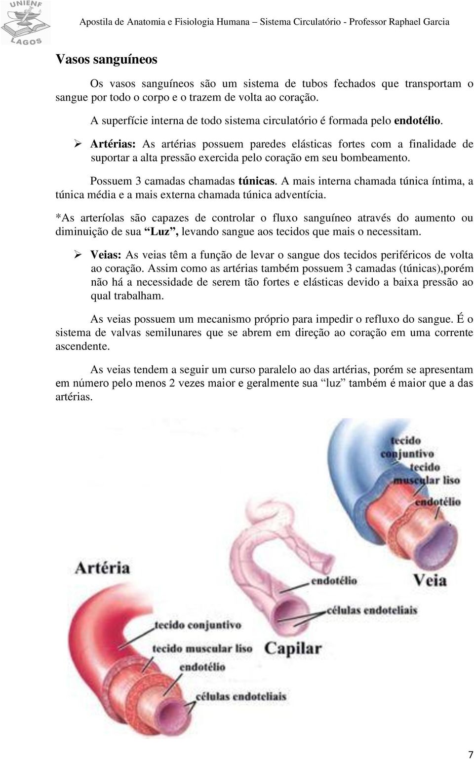 Artérias: As artérias possuem paredes elásticas fortes com a finalidade de suportar a alta pressão exercida pelo coração em seu bombeamento. Possuem 3 camadas chamadas túnicas.