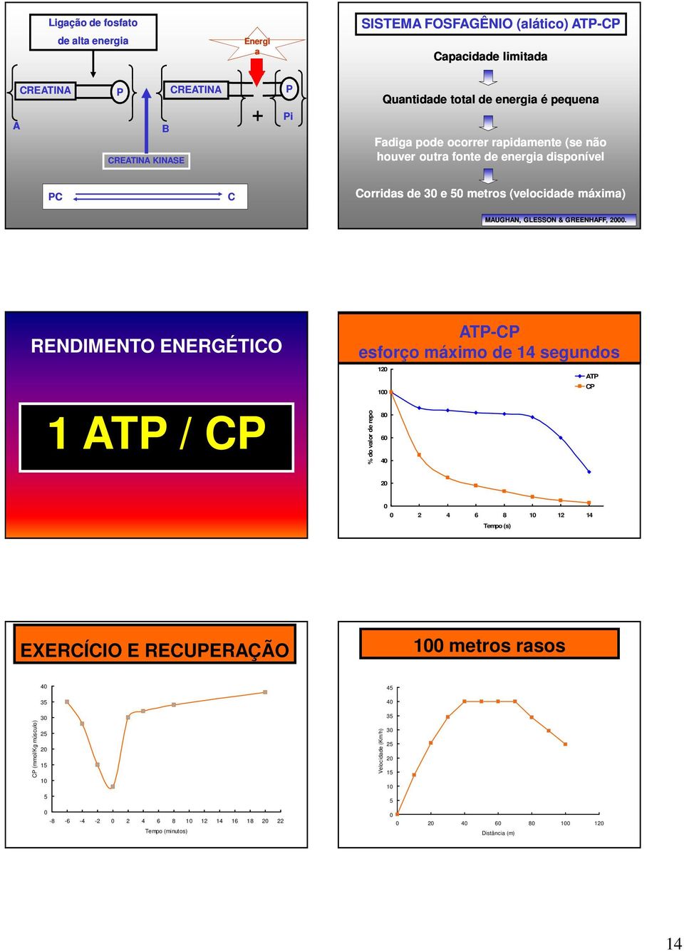 RENDIMENTO ENERGÉTICO 1 ATP / CP ATP-CP esforço máximo de 14 segundos % do valor de repouso 120 100 80 60 40 ATP CP 20 0 0 2 4 6 8 10 12 14 Tempo (s) EXERCÍCIO E RECUPERAÇÃO 100