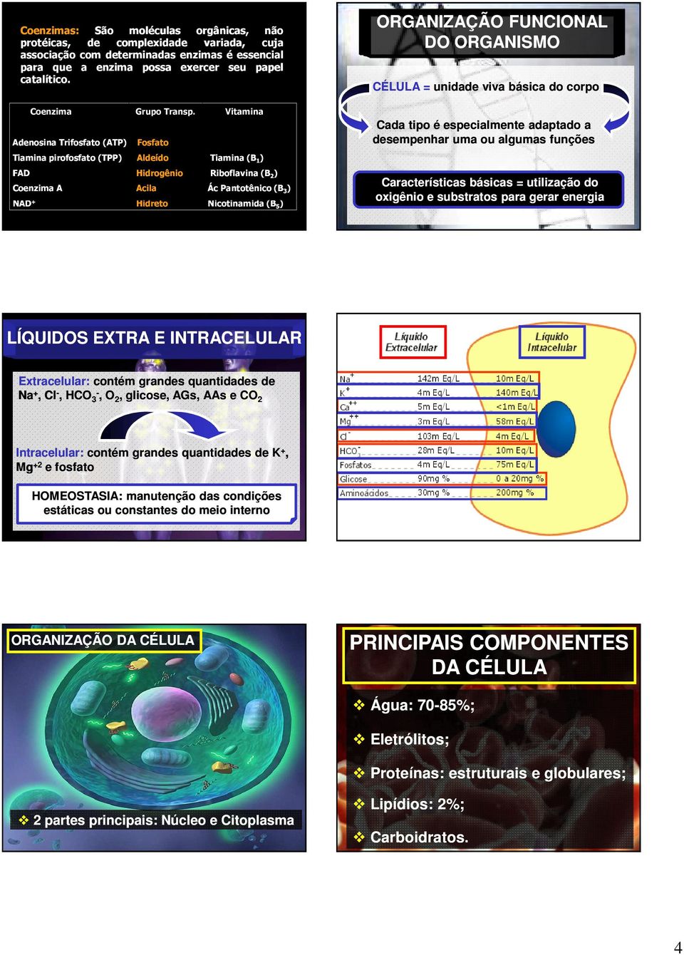 Vitamina Adenosina Trifosfato (ATP) Fosfato Tiamina pirofosfato (TPP) FAD Coenzima A NAD + Aldeído Tiamina (B 1 ) Hidrogênio Riboflavina (B 2 ) Acila Ác Pantotênico (B 3 ) Hidreto Nicotinamida (B 5 )