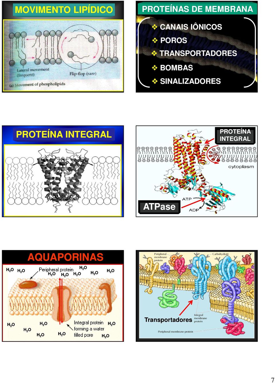 INTEGRAL ATPase H 2 O H 2 O AQUAPORINAS H 2 O H 2 O H 2 O H 2 O H