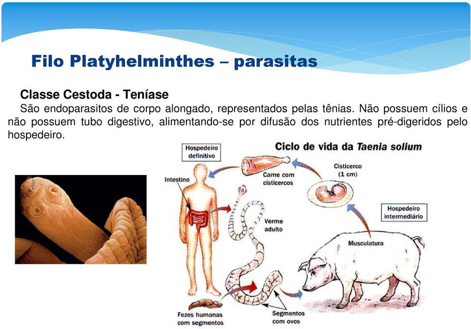 Não possuem cílios e não possuem tubo digestivo,