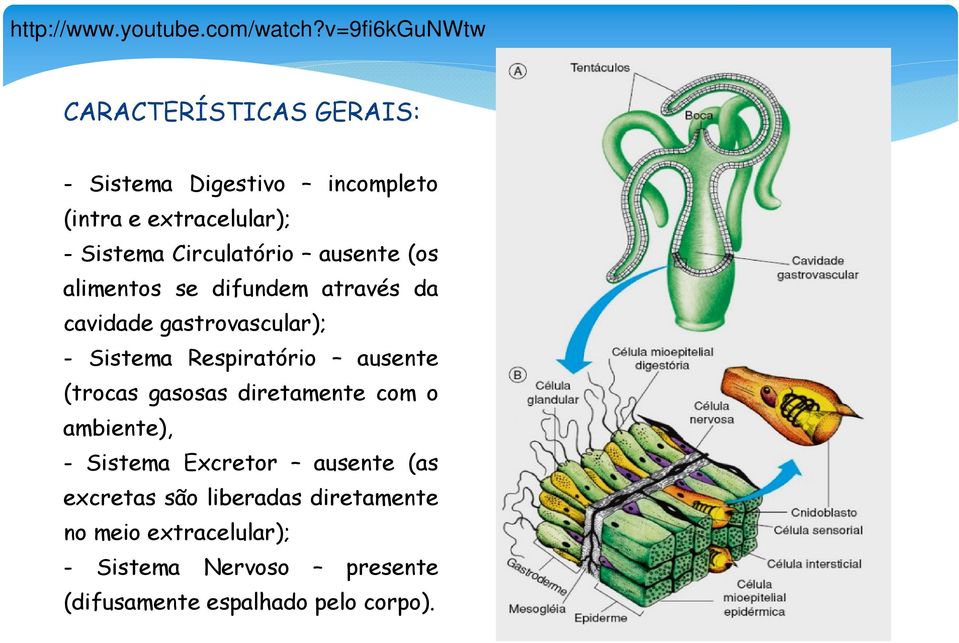 Circulatório ausente (os alimentos se difundem através da cavidade gastrovascular); - Sistema Respiratório